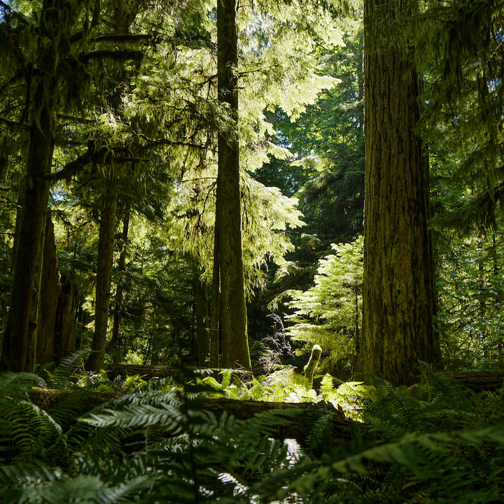 RE-ROOTED - SEEING THE FOREST FOR THE TREES
