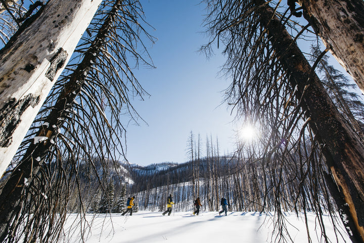 FORECAST ISSUE 4.1 PREVIEW